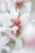 Almond blossom (Prunus dulcis) in February, Gard, France