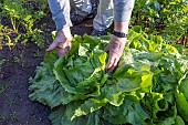 Picking of a very large lettuce, chicory Invernale in a vegetable garden, France, Moselle, autumn