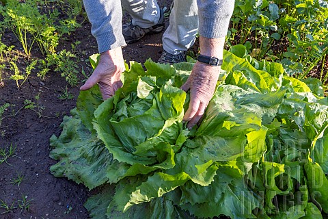 Picking_of_a_very_large_lettuce_chicory_Invernale_in_a_vegetable_garden_France_Moselle_autumn