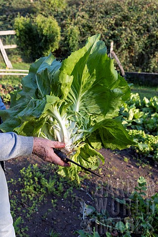Picking_of_a_very_large_lettuce_chicory_Invernale_in_a_vegetable_garden_France_Moselle_autumn