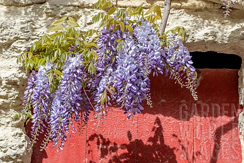 Wisteria_Wisteria_sinensis_clusters_flowering_over_red_door_Uzss_Gard_France