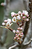 Pear tree Williams flowers in spring, Pas de Calais, France