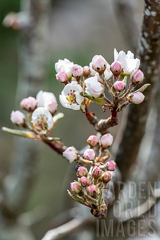 Pear_tree_Williams_flowers_in_spring_Pas_de_Calais_France