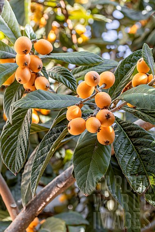 Loquat_Eriobotrya_japonica_leaves_and_fruits_France