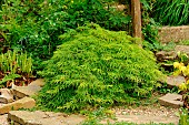 Japanese maple, Acer palmatum Dissectum, Jardin du Moulin de la Lande, Brittany, France