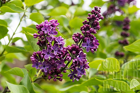 Common_lilac_De_Meribel_Syringa_vulgaris_De_Meribel_flowers_Lemoine_Lilac_Collection_of_the_JeanMari