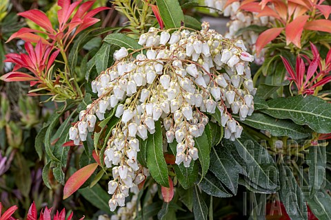 Japanese_Pieris_Pieris_japonica_Forest_Flame_flowers_in_spring