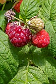 Raspberry (Rubus idaeus) Autumn Bliss fruits ripe and ripening
