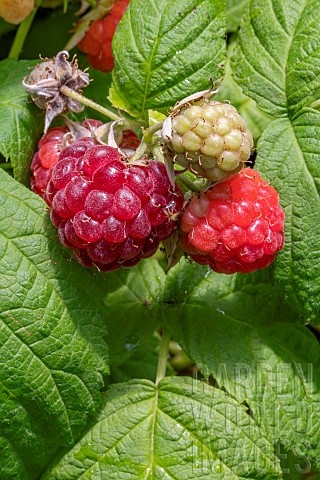 Raspberry_Rubus_idaeus_Autumn_Bliss_fruits_ripe_and_ripening