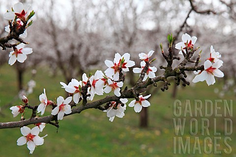 Branch_of_almond_tree_Purnus_dulcis_in_bloom_in_spring_Vaucluse_France
