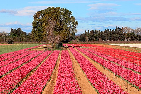 Tulip_fields_in_bloom_in_spring_Vaucluse_France