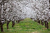 Almond orchards in bloom in Provence, France