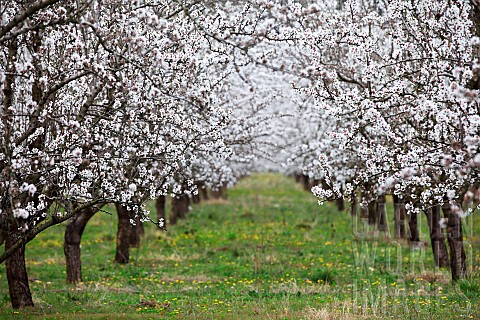 Almond_orchards_in_bloom_in_Provence_France