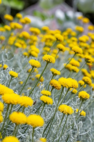 Cotton_lavender_Santolina_chamaecyparissus_flowering