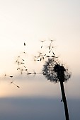 Dandelion seeds blowing in the wind at dusk, France
