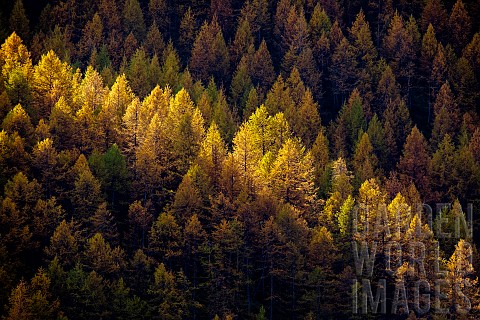 Larch_in_autumn_Ubaye_valley_Alpes_de_Haute_Provence_France