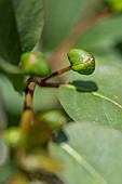 Bud of Caper (Capparis spinosa)