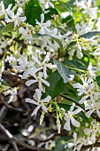 Star jasmine (Trachelospermum jasminoides) flowers