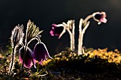 Pasque flower (Pulsatilla vulgaris) flowers against the light, Famenne, Belgium