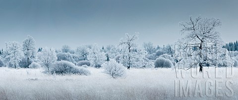 Frostcovered_Molinia_Molinia_sp_and_Willow_Salix_sp_in_a_peat_bog_in_winter_Hautes_Fagnes_Ardennes_B