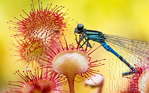 Insectivorous_carnivorous_plant_Roundleaved_sundew_Drosera_rotundifolia_consuming_a_Blue_Agrion_drag