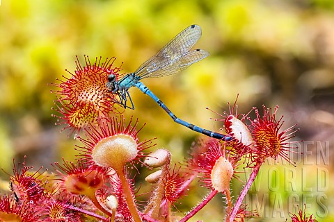 Insectivorous_carnivorous_plant_Roundleaved_sundew_Drosera_rotundifolia_consuming_a_Blue_Agrion_drag