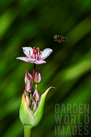 Solitary_bee_Andrena_sp_collecting_a_flower_of_flowering_rush_Butomus_umbellatus_banks_of_the_Meurth