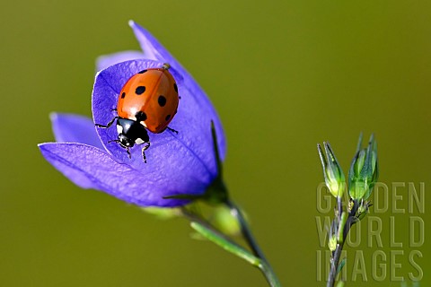 Sevenspotted_lady_beetle_Coccinella_septempunctata_on_a_bluebell_flower_hautes_chaumes_Le_Hohneck_La