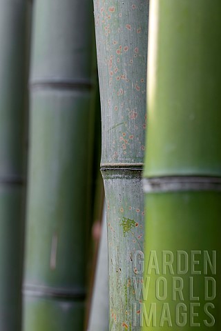 Closeup_of_Giant_timber_bamboo_Phyllostachys_bambusoides_stems