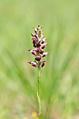 Fragrant Orchid (Anacamptis fragrans), Forcalquier, Provence, France