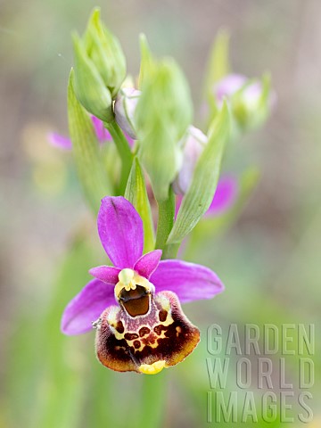 Souches_late_spider_orchid_Ophrys_fuciflora_souchei_flower_Forcalquier_Provence_France