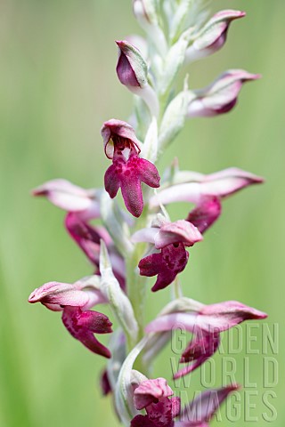 Fragrant_Orchid_Anacamptis_fragrans_Forcalquier_Provence_France