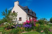 Breton house with a flower garden in Planguenoual, Lamballe-Armor, Côtes-dArmor, Brittany, France