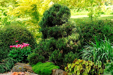 Landscaping_with_Scots_Pine_Begonia_Anemoneflowered_Peony__in_the_Moulin_de_la_Lande_garden_in_Britt