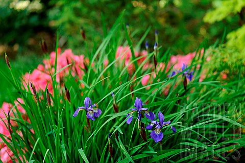 Siberian_iris_Iris_sibirica_flowers