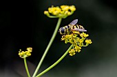 Batman Hoverfly (Myathropa florea) on Wild Parsnip (Pastinaca sativa) flowers, Savoie, France