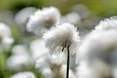 Scheuchzers cottongrass (Eriophorum scheuchzeri) close-up of seedheads, Savoie, France