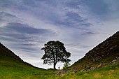 Sycamore Gap Tree, Hadrians wall, Northumberland, England, United Kingdom