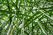 Giant Miscanthus (Miscanthus x giganteus), also known as Elephant grass, Giant Eulalia or Giant Chinese Reed, is a new plant in France. It helps to reduce water pollution in wells, Saint Clair de la tour, France.