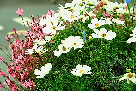 Cosmos_and_Gaura_in_bloom_in_a_window_box