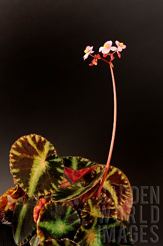 Begonia_Cleopatra_Begonia_cleopatrae_native_to_the_Philippines_and_described_in_2010