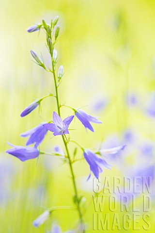 Flowers_of_Harebelll_Campanula_rotundifolia_in_a_wild_garden_Auvergne_France
