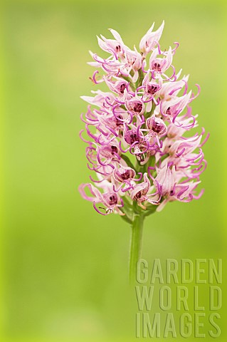 Monkey_orchid_Orchis_simia_on_the_shoulder_of_a_small_mountain_road_Drme_France