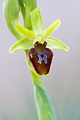 Close-up of a flower of Early Spider-orchid (Ophrys aranifera), Auvergne, France