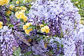 Lady Banks rose (Rosa banksiae Lutea) and Wisteria (Wisteria sinensis)