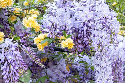 Lady_Banks_rose_Rosa_banksiae_Lutea_and_Wisteria_Wisteria_sinensis