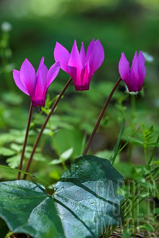 Wavy_Cyclamen_Cyclamen_repandum_in_bloom_Corsica_An_extremely_common_species_in_Corsican_undergrowth