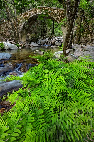 Royal_fern_Osmunda_regalis_Very_large_population_in_the_Spelunca_gorges_in_southern_Corsica