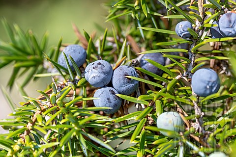 Juniper_Juniperus_communis_berries_ripening