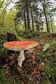 Fly agaric (Amanita muscaria), growing in in the autumn forest, Liguria, Italy